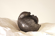 fotodocument geluksvogeltje